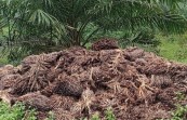 Pemupukan Sawit dengan Jangkos, Solusi Murah, Namun Perlu Cara yang Tepat