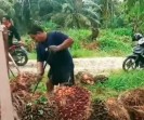 CPO Menguat, Harga TBS Mitra Swadaya Riau Ikut Naik