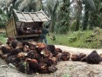 Dipengaruhi CPO dan Kernel, Harga TBS Sawit Mitra Swadaya Riau Turun