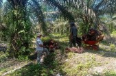 Tak Hanya Makan Buah, Tikus Juga Rusak Bibit Sawit