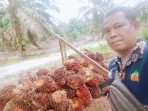 Satu Minggu Kedepan, Harga TBS Kelapa Sawit Mitra Swadaya di Riau Turun