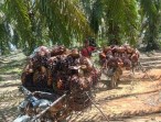 Naik Tipis, TBS Sawit Swadaya Riau Tertinggi Dihargai Rp 3.650 per Kilogram