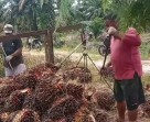 Harga TBS Kelapa Sawit Mitra Swadaya di Riau Naik, Sekarang Dihargai Rp3.698 per Kilogram
