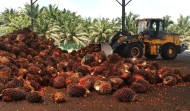 Naik, Harga TBS Kelapa Sawit Mitra Swadaya di Riau Tembus Rp3.487 per Kilogram
