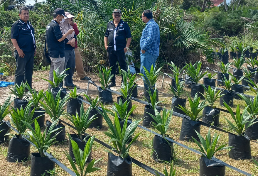 Fasilitasi Kebutuhan Petani, PPSBB Terus Perkuat Jaringan Pembibitan Sawit