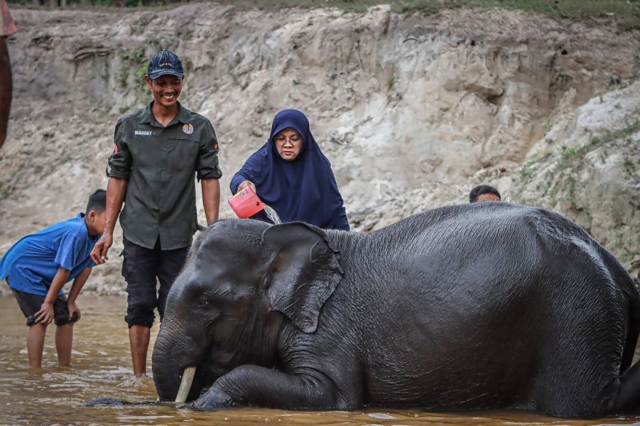 Keren, Bupati Afni Ngeronda Bareng Gajah Jinak untuk Dekatkan Diri dengan Konstituen Ciliknya