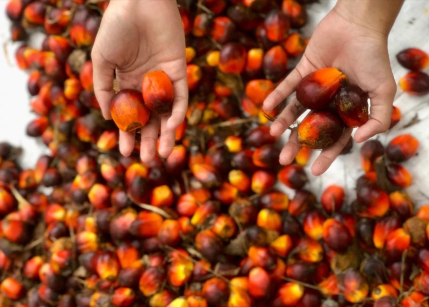 Pemanfaatan POME Kurangi Emisi Gas Rumah Kaca