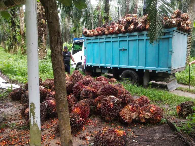 Petani Kelapa Sawit Jambi Nikmati Kado Spesial Terkait HUT ke- 80 RI