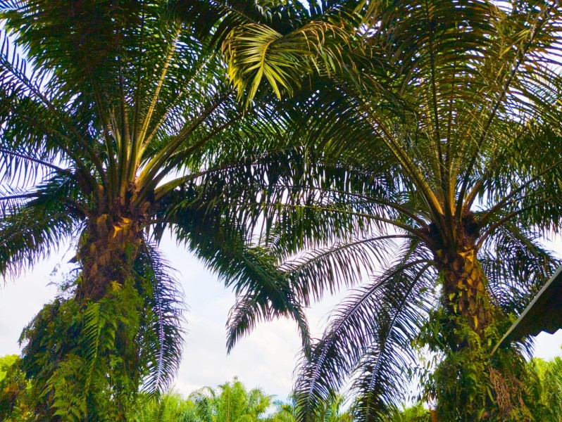 Petani Sawit Harus Tahu, Begini Caranya Hadapi Tantangan Kekeringan