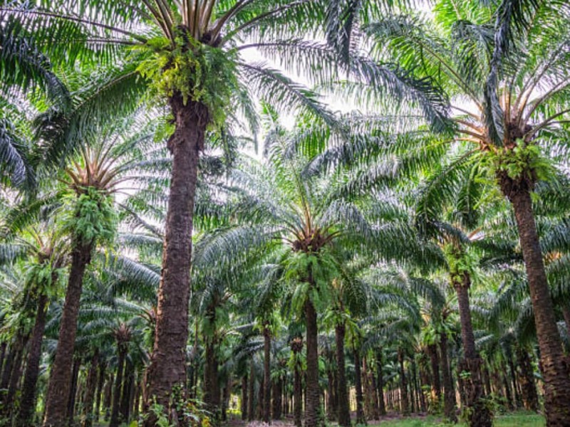 Lewat Pemupukan dan Perawatan Tepat akan Meningkatkan Produktivitas Sawit di Riau