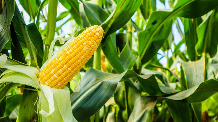 Pertengahan Juni, Indonesia Ekspor 27 Ton Jagung, Kelapa Menyusul....