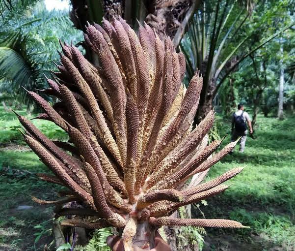 Dominasi Bunga Jantan pada Kelapa Sawit, Begini Mengatasinya Menurut Agronom