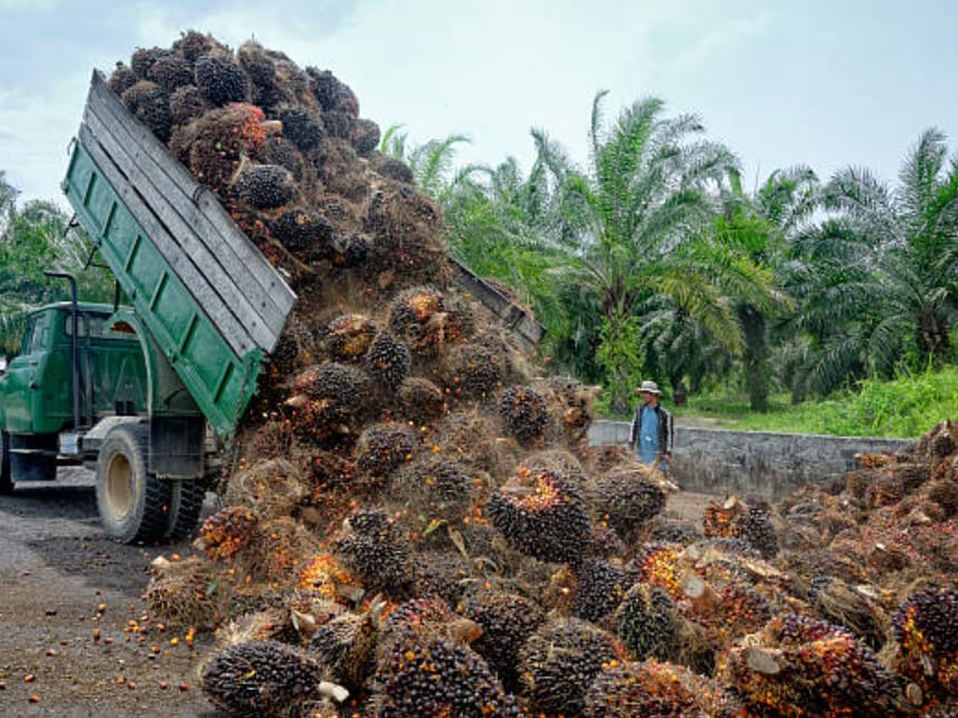 Pasar Sawit Riau Menguat, Harga TBS Mitra Plasma Tembus Rp 3.500 per Kg