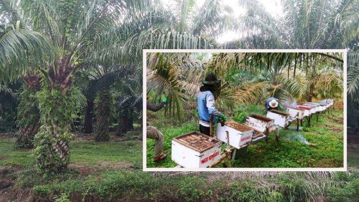 Cuan Masuk, Budidaya Madu di Perkebunan Sawit juga Dorong Praktik Ramah Lingkungan