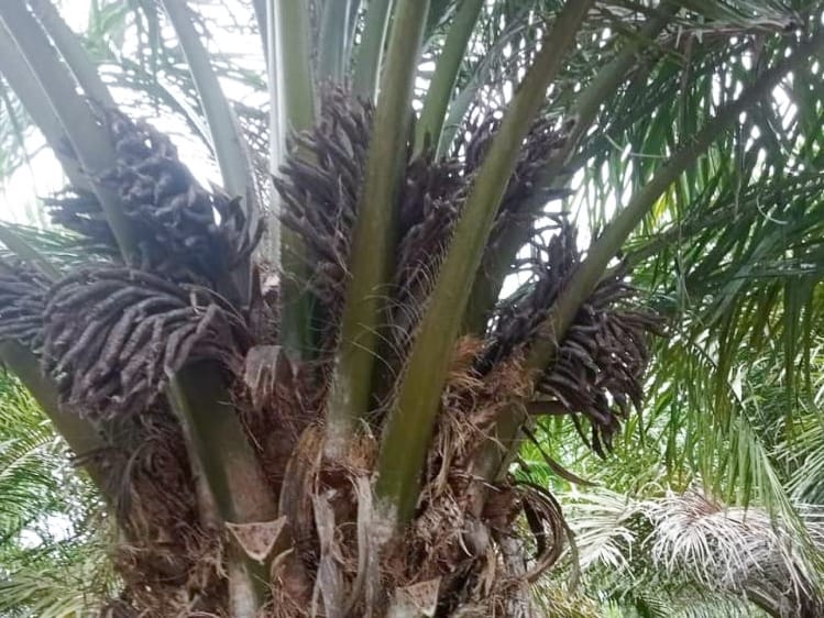 Ada Lima Faktor Penyebab Bunga Sawit Tidak jadi Buah, Apa Saja!