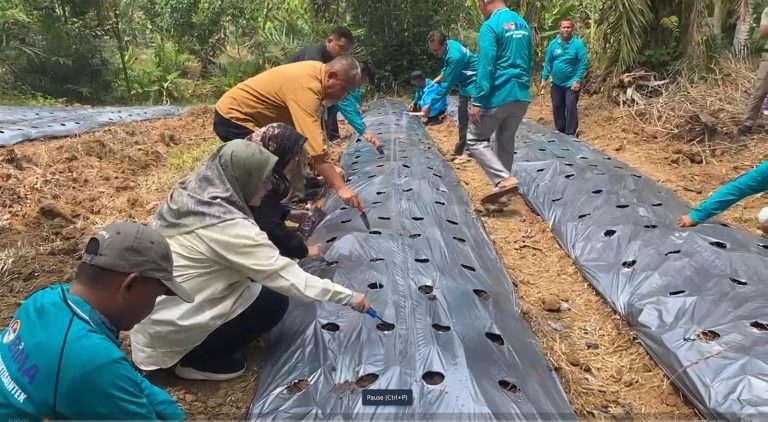 ITSI Medan Dorong Petani Sawit Tumpang Sari Dengan Tanaman Edamame