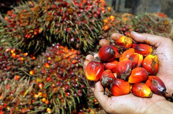 Harga TBS Petani Sawit Swadaya di Provinsi Aceh Tertinggi Rp 2.690 per Kg