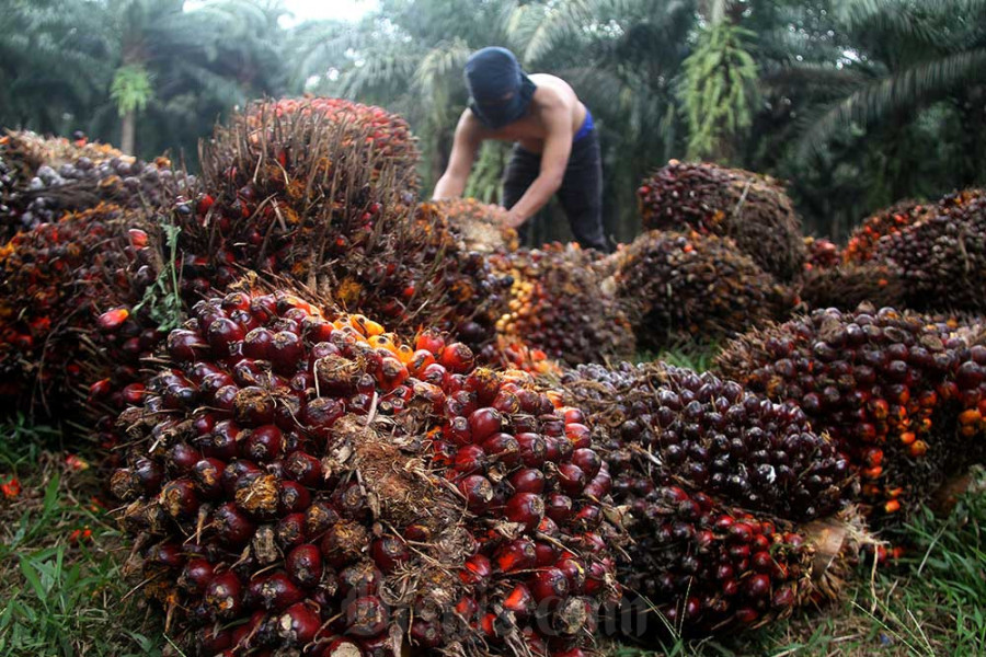 Rata-rata Produksi Sawit Tinggal 2,5 Ton Setiap Hektare, Tahun Ini Pemerintah Genjot Realisasi PSR