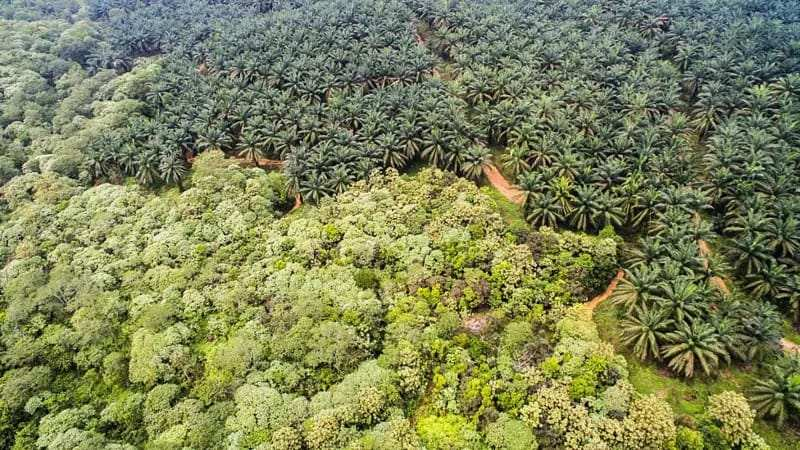 Incar 26 Perusahaan Kelapa Sawit di Riau, Satgas PKH Diminta Tidak Tebang Pilih