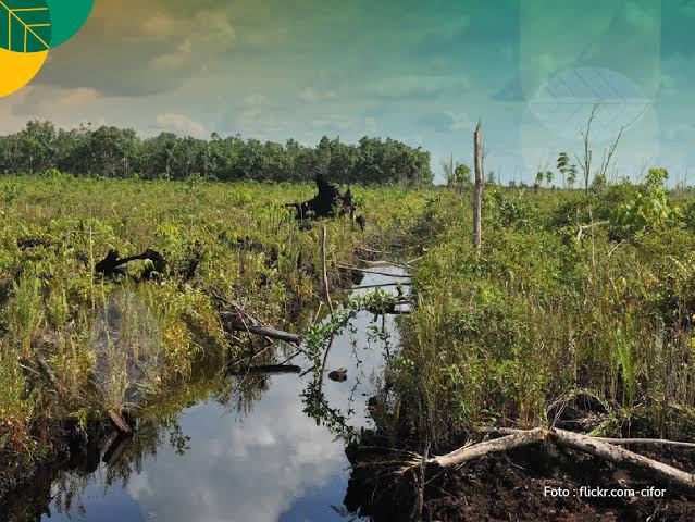 Lahan Gambut Sekarang Berpotensi Jadi Aset Strategis