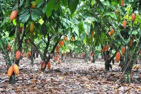 DPR RI Dorong Pemerintah Tingkatkan Produksi Kakao Nasional