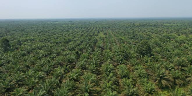 Hasil Riset, Agroforestri Atasi Masalah Perkebunan Sawit
