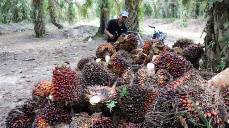 Harga Sawit Swadaya Riau Merosot Diangka Rp3.585,73 per Kilogram