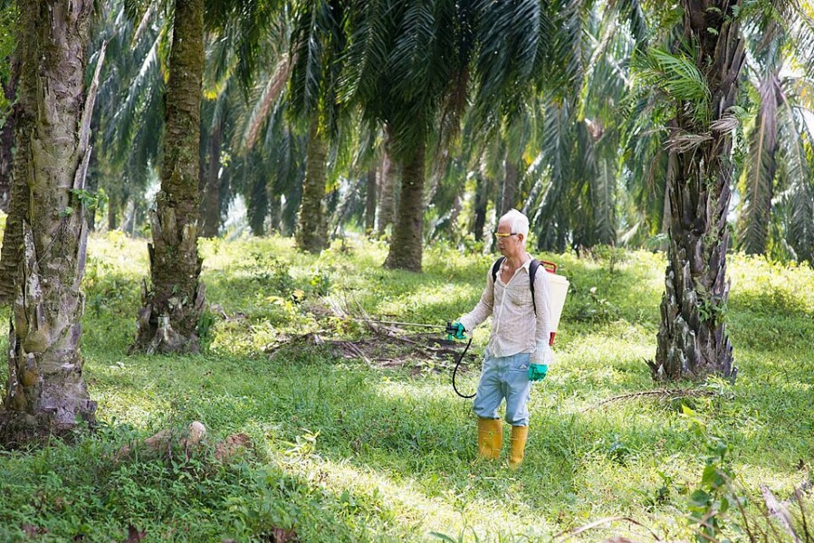 Jaga Ekosistem Kebun Sawit, Petani Diminta Hindari Penyemprotan Berlebihan