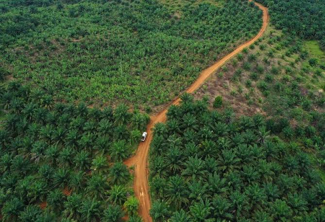 Ini Penyederhanaan Syarat Replanting Sawit di Riau : Dari 14 Jadi 2 Item