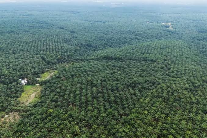 Sertifikat Perkebunan Sawit di TNTN Dicabut