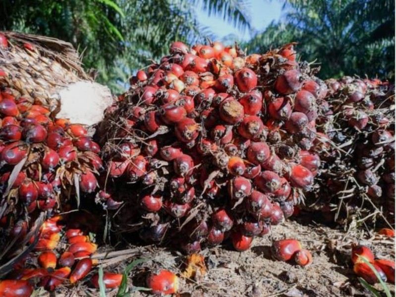 Capai Rp 3.487/Kg, Harga Kelapa Sawit Mitra Plasma Buat Petani Riau Raup Keuntungan