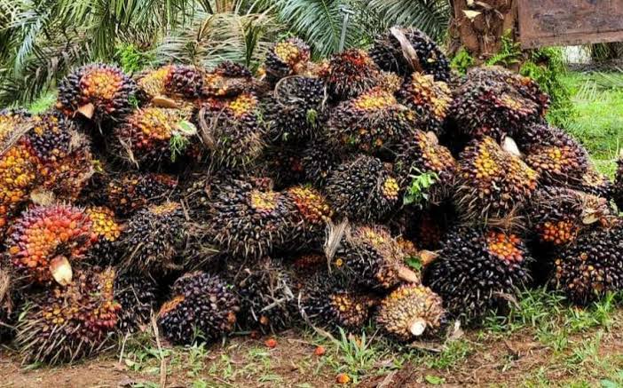 Harga TBS Sawit Mitra Plasma Sumsel Naik Tipis