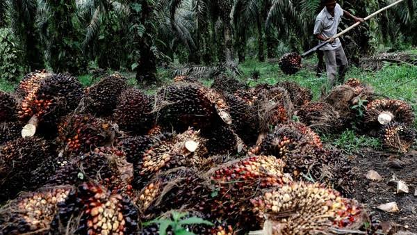 Turunnya Nilai CPO dan Kernel Pengaruhi Harga TBS Kelapa Sawit Mitra Swadaya Riau Menjadi Rp3.328,05 per Kilogram