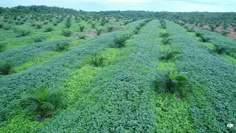 Begini Cara Tanam Pohon Sawit di Lahan Seluas Satu Hektar