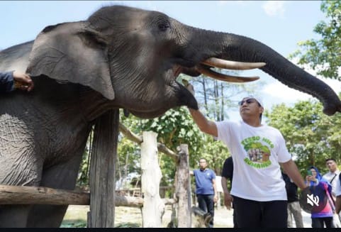 Dua Ekor Gajah Dijadikan Warga Kehormatan Riau