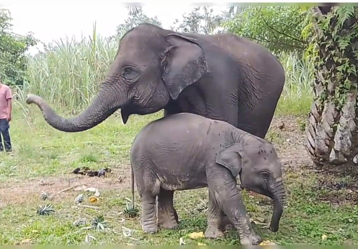 Populasi Gajah di Riau Terancam Punah