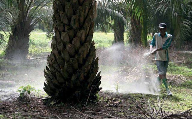 Aplikasi Pupuk yang Salah Mengganggu Produksi Sawit