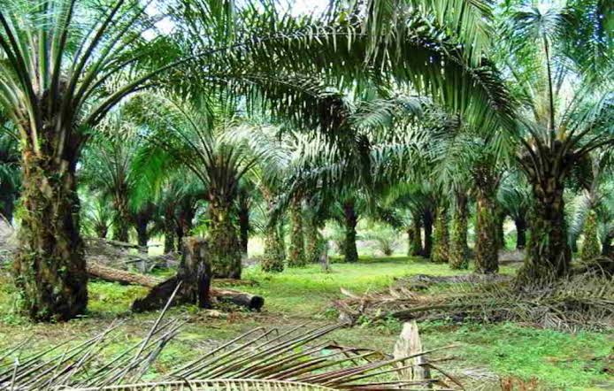Solusi Baru Usir Tupai, Petani Sawit Beralih ke Cabai dan Bawang Putih