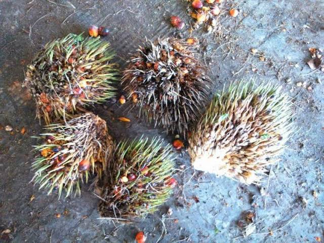 Buah Landak pada Sawit, Begini Cara Mengatasinya Menurut Konsultan
