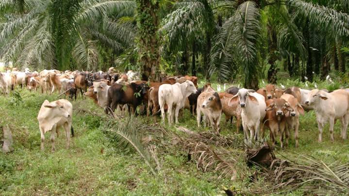 Maksimalkan Lahan Sawit, Integrasi SISKA Sangat Cocok Diterapkan di Riau