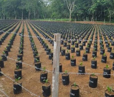 Indonesia Siap Punya Varietas Baru Benih Sawit