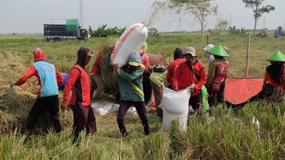 Terbesar Selama 10 Tahun, Bulog Klaim Sudah Serap Gabah Petani 725 Ribu Ton