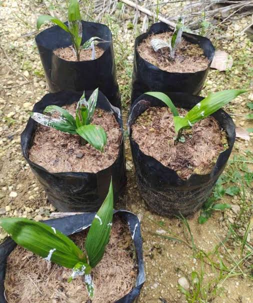 Kalau Tak Mau Kerugian Jangka Panjang, Hindari Bibit Sawit Afkir