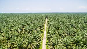 Raksasa Sawit Dominasi Pengampunan Lahan Hutan di Riau