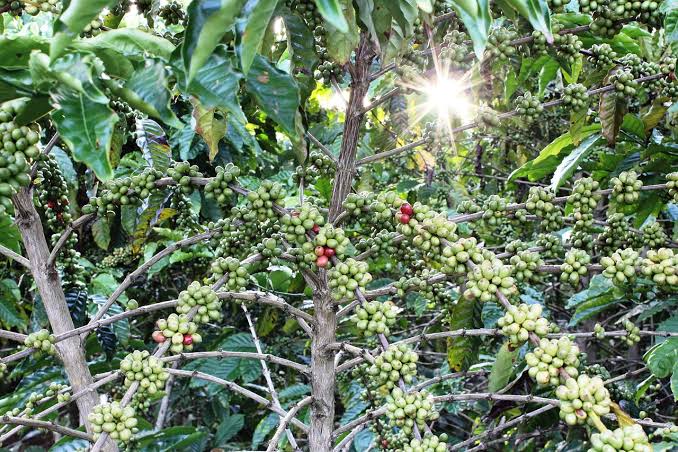 Pemerintah Kembangkan Produksi Kopi