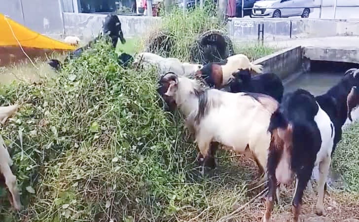 Pedagang Hewan Kurban Pekanbaru Optimis Meski Daya Beli Masyarakat Menurun