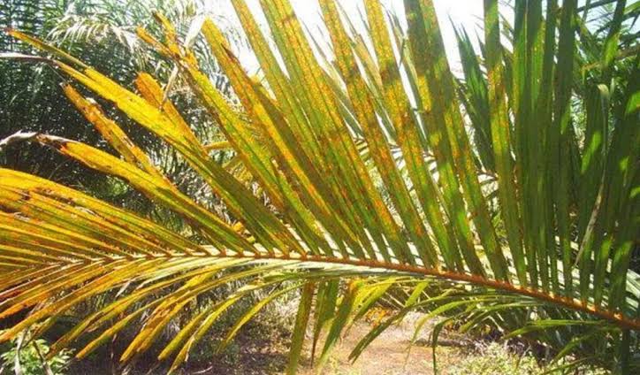Begini Cara Mengatasi Kekurangan Magnesium pada Kelapa Sawit