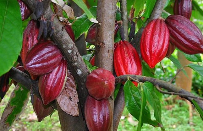 Ingin Jadi Raja Kakao Dunia, Investor Gelontorkan Dana 4,8 Triliun di Brasil