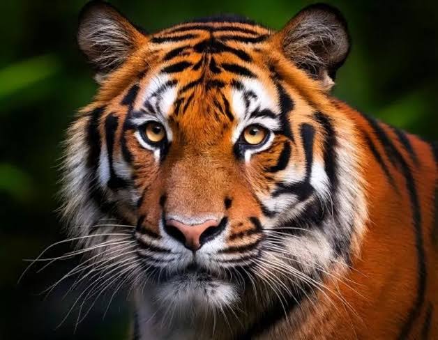 Warga Diminta Hati-hati Melintas di Teluk Lanus, Karena Lintasan Harimau