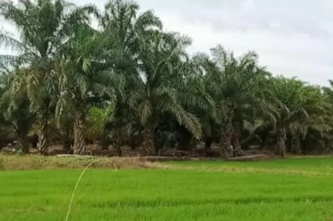 Petani Ramai-ramai Alih Fungsi Persawahan Menjadi Kebun Kelapa Sawit, Pemkab PPU Langsung Siapkan Perda Pembatasan Tegas